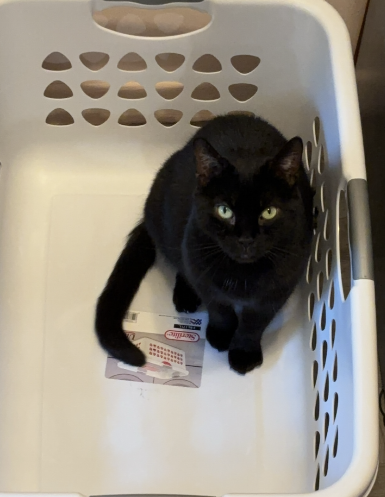 cat in a basket