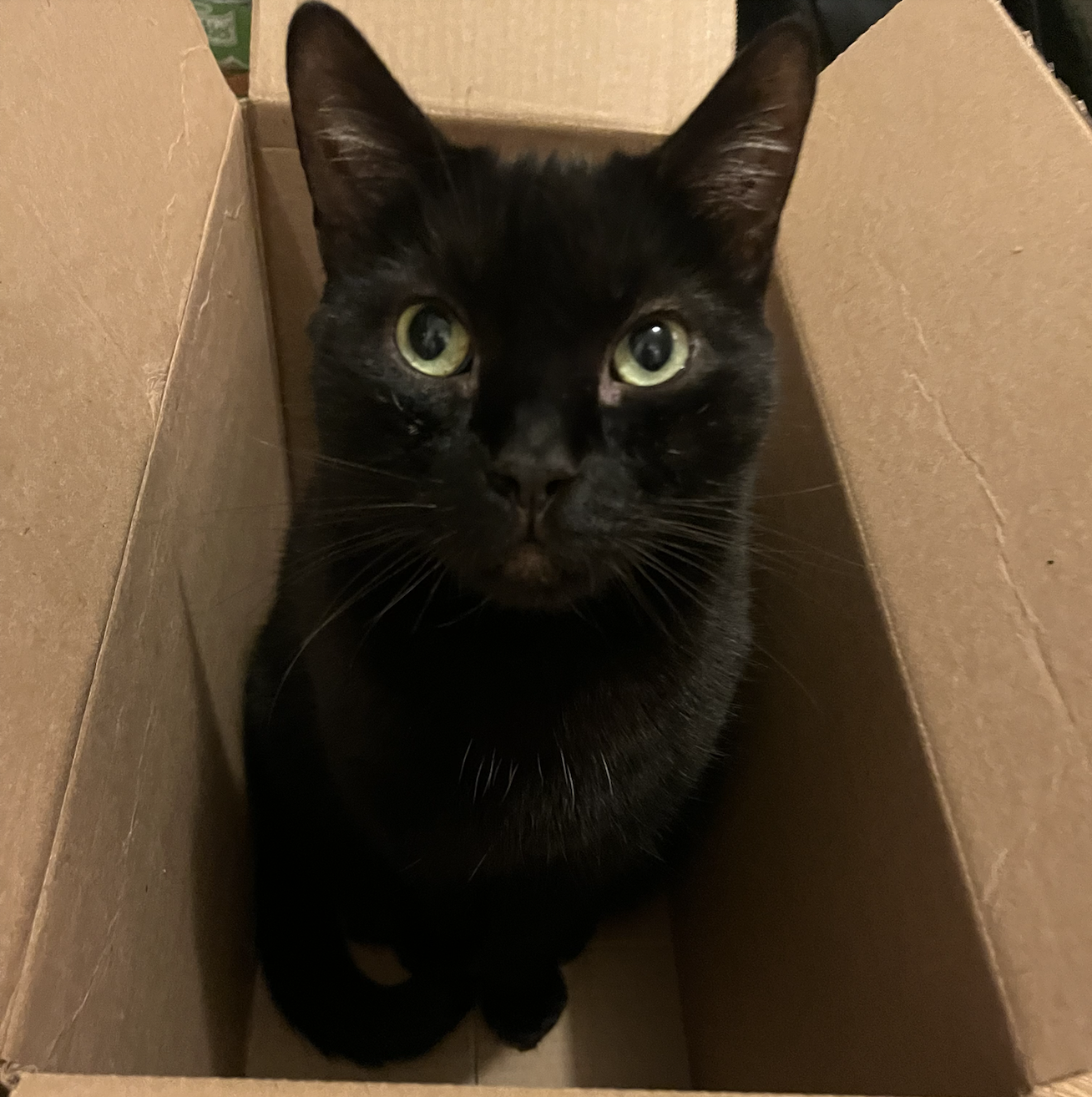 cat in a box