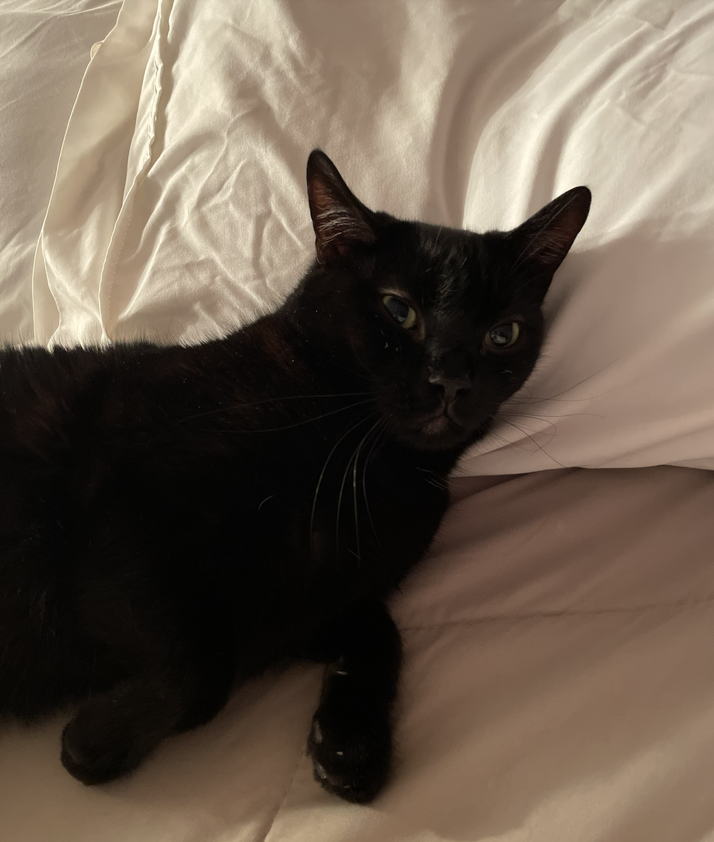 cat on a bed