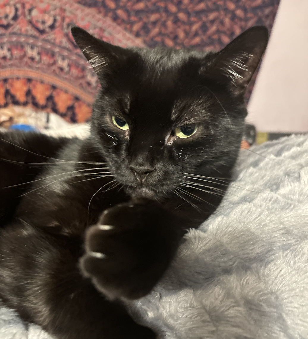 cat licking paw