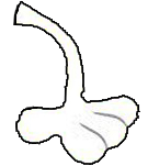 right arm